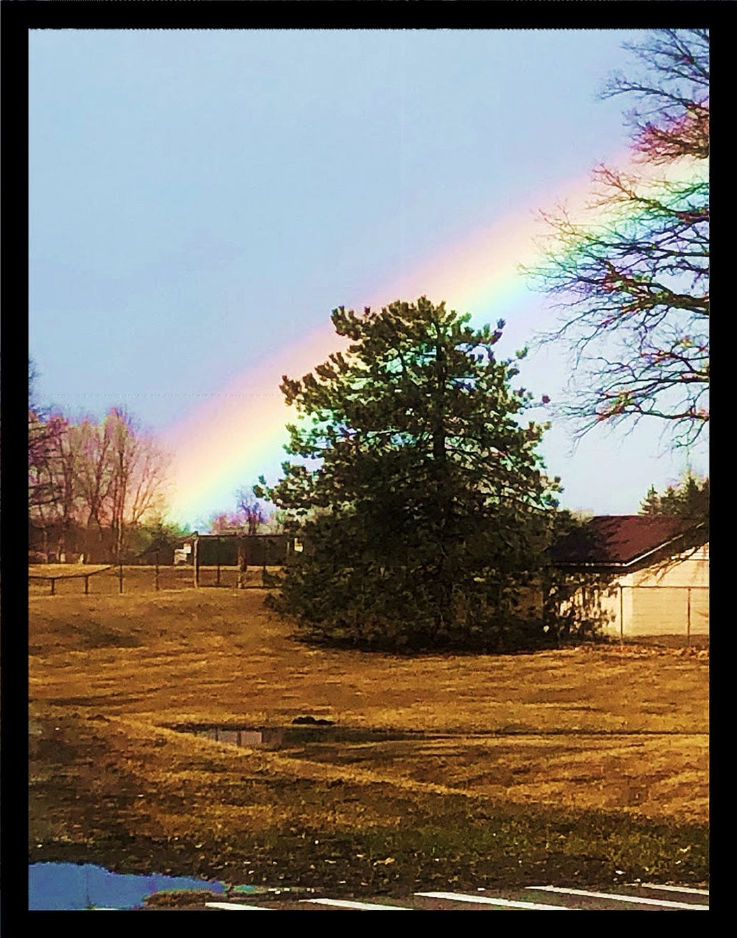 " A Tree's Rainbow" " Canvas Print - Art by Don Paone and Friends